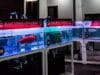 Arwana Super Red merupakan ikan predator air tawar yang berasal dari Indoensia, tepatnya dari Kalimantan Barat. Ikan ini sudah dari sangat ...