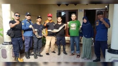 Petugas BPBD Kabupaten Tangerang mengevakuasi dua ekor biawak selama hampir 6 jam. Biawak tersebut bersarang di plafon rumah warga di Pagedangan.