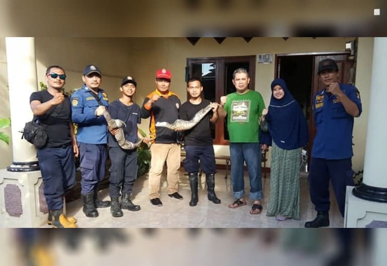 BPBD Evakuasi 2 Ekor Biawak Di Rumah Warga Daerah Pagedangan