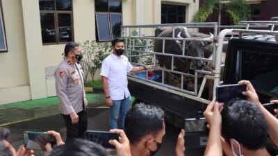 Satreskrim Polres Pandeglang lima orang pelaku pencurian hewan ternak yang kerap beraksi di wilayah tersebut.