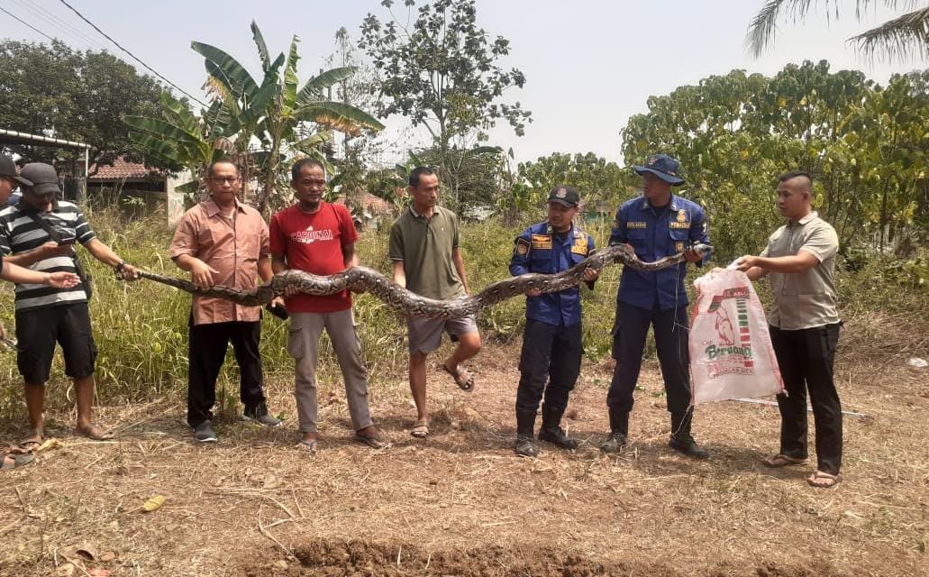 Petugas BPBD dan Warga Evakuasi Ular Sanca 7 Meter di Cisauk Tangerang