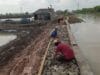 Warga dan petambak di Kampung Cinampak, Desa Mauk Barat, Kecamatan Mauk, Kabupaten Tangerang swadaya memperbaiki jalan yang nyaris terputus karena tergenang air.