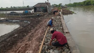 Warga dan petambak di Kampung Cinampak, Desa Mauk Barat, Kecamatan Mauk, Kabupaten Tangerang swadaya memperbaiki jalan yang nyaris terputus karena tergenang air.