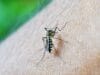 Demam berdarah dengue, atau DBD, merupakan suatu penyakit yang disebabkan oleh virus dengue dan ditularkan melalui gigitan dari nyamuk Aedes aegypti. Para penderita DBD seringkali merasakan nyeri yang sangat hebat, terutama di area tulang dan sendi, sehingga menimbulkan sensasi seperti patah tulang.