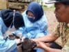 Temukan informasi terkini mengenai kasus flu burung di Pandeglang, termasuk hasil uji laboratorium mengungkap penyebab kematian ratusan ayam.