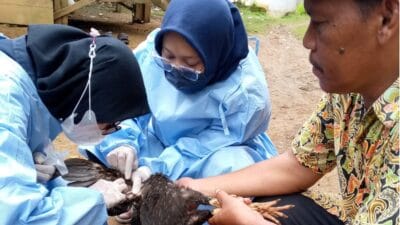 Temukan informasi terkini mengenai kasus flu burung di Pandeglang, termasuk hasil uji laboratorium mengungkap penyebab kematian ratusan ayam.