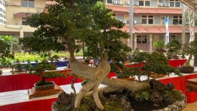 198 bonsai menghiasi Pusmkot Tangerang dalam Gebyar Bonsai, merayakan HUT Ke-32 Kota Tangerang dengan pameran dan perlombaan.