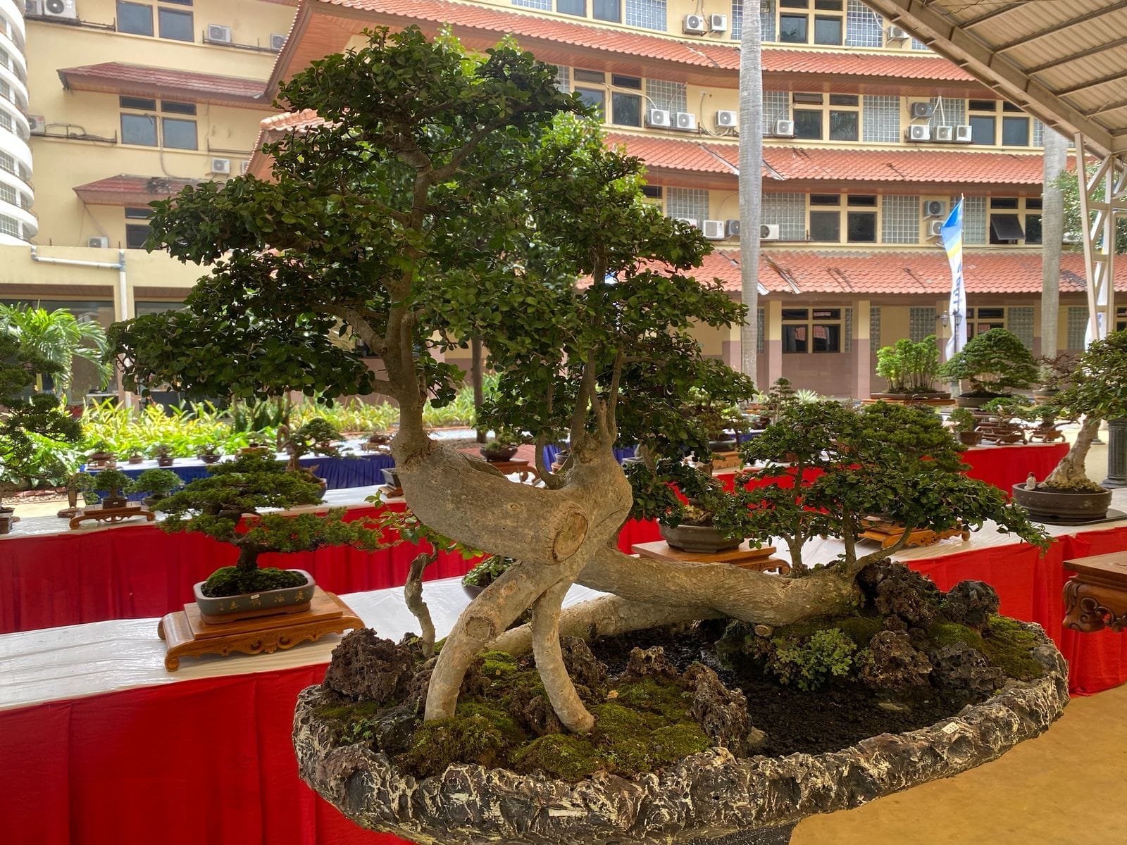 198 bonsai menghiasi Pusmkot Tangerang dalam Gebyar Bonsai, merayakan HUT Ke-32 Kota Tangerang dengan pameran dan perlombaan.