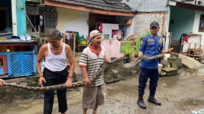 Ular sanca batik sepanjang tiga meter jatuh ke kamar tidur warga Binong Curug, mengejutkan pemilik rumah dan warga sekitar.