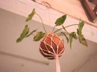 Bank Sampah 102 Tangerang ubah sabut kelapa menjadi kokedama bernilai, meningkatkan estetika rumah dan halaman.