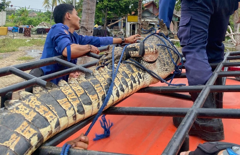 Seorang anak 10 tahun diserang buaya saat memancing di Kampung Kohod, Tangerang. Kini ia dirawat di rumah sakit setelah operasi