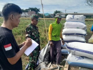 Menuju 28.000 Ton: Bulog Tangerang Percepat Penyerapan Gabah di Tengah Musim Panen