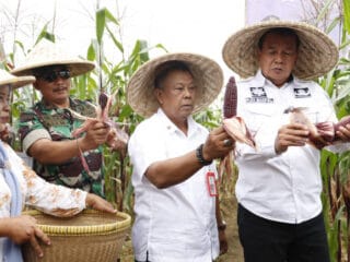 Bupati Tangerang memimpin panen jagung pulut di Desa Kaliasin, menyoroti potensi diversifikasi pangan dan dukungan pemerintah.