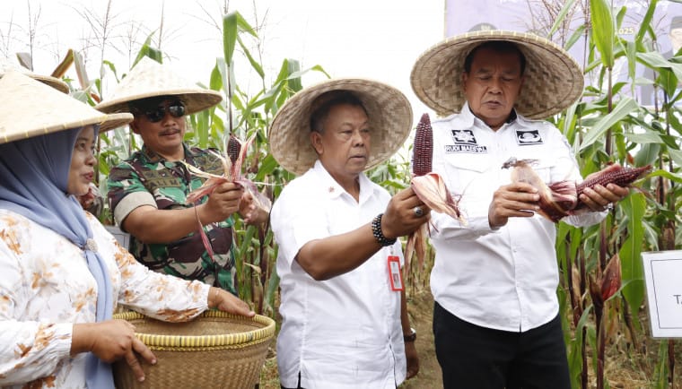 Bupati Tangerang memimpin panen jagung pulut di Desa Kaliasin, menyoroti potensi diversifikasi pangan dan dukungan pemerintah.