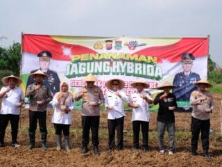 Penanaman jagung serentak di Kresek digelar sebagai bagian program 1 desa 2 hektare, dukung swasembada pangan dan diserap langsung oleh Bulog.