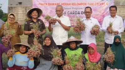 Poktan Cecere A sukses panen bawang merah 5,4 ton lewat Program Jaga Desa di Tangerang, bukti nyata dukungan ketahanan pangan.