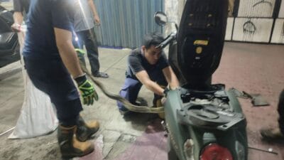 Tim Damkar Pamulang evakuasi ular sanca 1,5 meter yang masuk ke bodi motor warga Tangsel. Proses dramatis berlangsung aman.