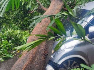 Hujan deras dan angin kencang di Tangsel sebabkan pohon tumbang, menimpa mobil, warga dan petugas bersihkan jalan.
