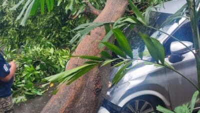 Hujan deras dan angin kencang di Tangsel sebabkan pohon tumbang, menimpa mobil, warga dan petugas bersihkan jalan.