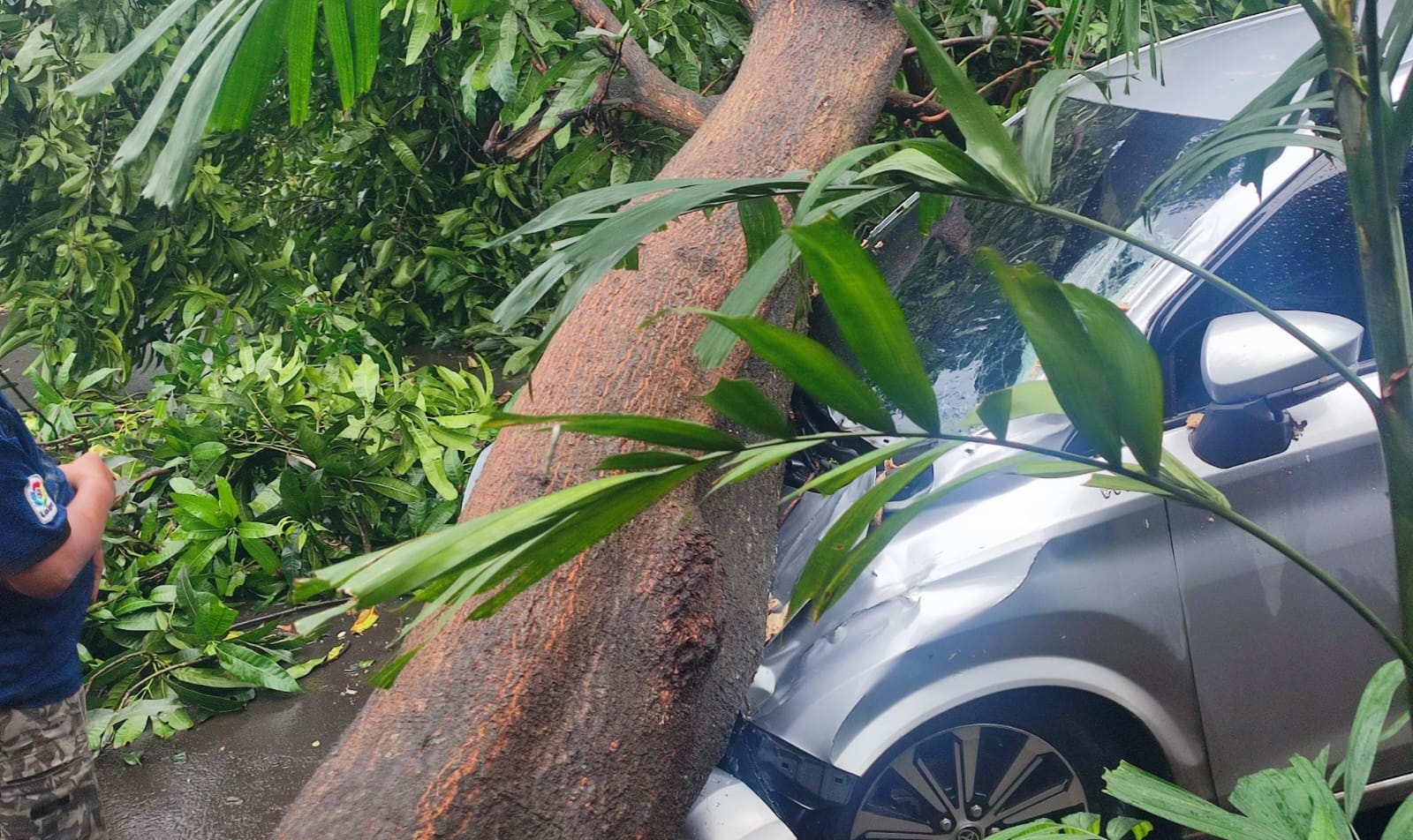 Hujan deras dan angin kencang di Tangsel sebabkan pohon tumbang, menimpa mobil, warga dan petugas bersihkan jalan.