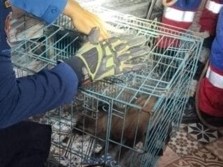 Damkar Kota Tangsel tangani 203 kasus penyelamatan 2025, mulai evakuasi hewan, kecelakaan, hingga pohon tumbang.