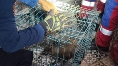 Damkar Kota Tangsel tangani 203 kasus penyelamatan 2025, mulai evakuasi hewan, kecelakaan, hingga pohon tumbang.
