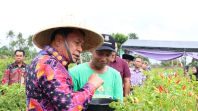 Bupati Tangerang Maesyal Rasyid panen cabai setan Ori 212 di Legok, hasil 6 kuintal dan tingkatkan pendapatan petani hingga jutaan rupiah.