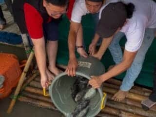 Abraham Garuda menebar 79 kg ikan di Danau Kelapa Dua saat HUT ke-79 Megawati sebagai simbol ketahanan pangan rakyat.