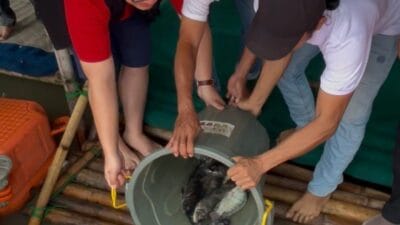 Abraham Garuda menebar 79 kg ikan di Danau Kelapa Dua saat HUT ke-79 Megawati sebagai simbol ketahanan pangan rakyat.
