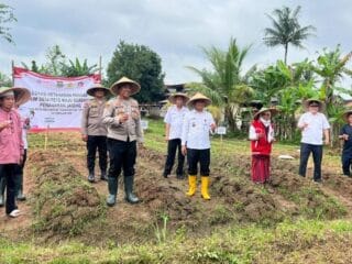 Program 1 Desa 2 Hektar di Desa Pete, Polsek Tigaraksa Turun Langsung Tanam Jagung