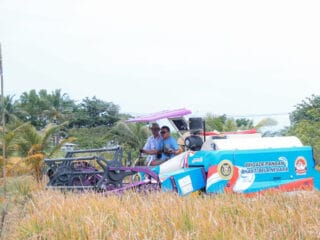 Varietas Padi PS-08 Dikembangkan Yayasan Bhakti Bela Negara di Banten