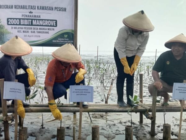 Peduli Lingkungan, PT BSI Rehabilitasi Pantai Tangerang Lewat Penanaman Mangrove