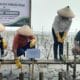 PT BSI tanam 2.000 mangrove di Mauk, Tangerang, lewat program CSR guna pulihkan ekosistem pesisir dan cegah abrasi.