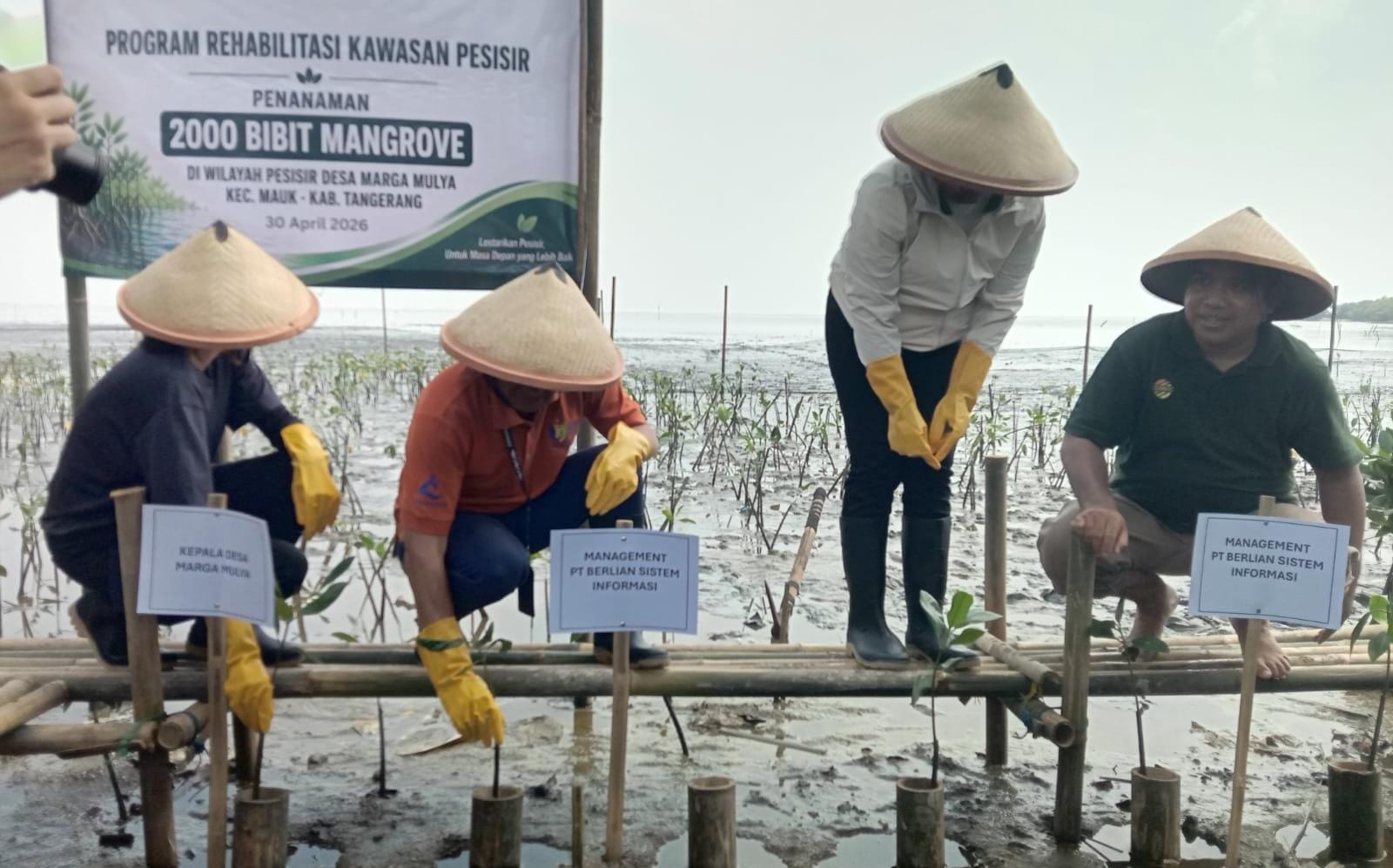 PT BSI tanam 2.000 mangrove di Mauk, Tangerang, lewat program CSR guna pulihkan ekosistem pesisir dan cegah abrasi.