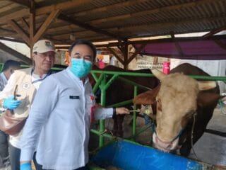 Sekda Tangerang turun langsung memantau pemeriksaan hewan kurban di Cikupa untuk memastikan kondisi sehat dan memenuhi standar ASUH.