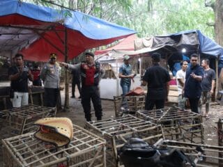 Berawal dari Laporan Warga, Polisi Ungkap Arena Judi Sabung Ayam di Tangerang