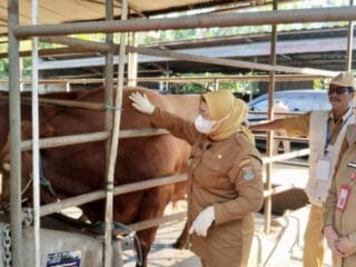 Monitoring Peternakan, Wabup Intan Tekankan Standar Kebersihan dan Pakan Ternak