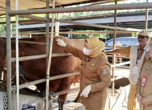 Monitoring Peternakan, Wabup Intan Tekankan Standar Kebersihan dan Pakan Ternak