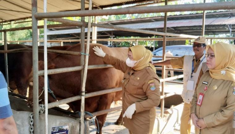 Wabup Intan monitoring peternakan kurban di Tangerang, tekankan kebersihan kandang dan kualitas pakan ternak jelang Iduladha.