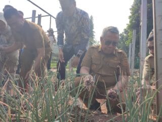 Hasil Panen Positif, Pemkot Tangsel Siapkan Pupuk Mikroba untuk Dorong Produksi Bawang Merah Rumah Tangga