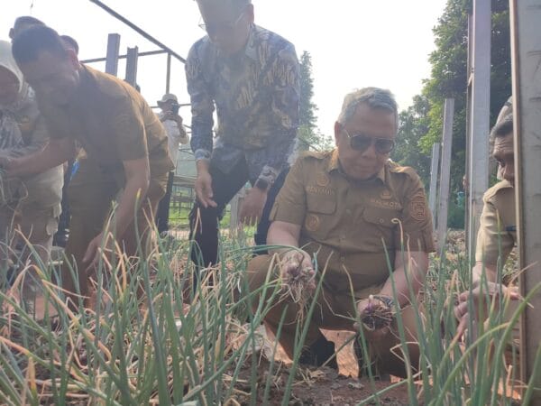 Hasil Panen Positif, Pemkot Tangsel Siapkan Pupuk Mikroba untuk Dorong Produksi Bawang Merah Rumah Tangga