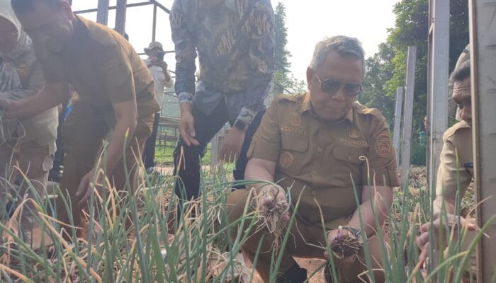 Pemkot Tangsel menyiapkan pengembangan pupuk mikroba setelah panen bawang merah berhasil guna mendukung ketahanan pangan rumah tangga.