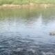 Gubernur Andra Soni memerintahkan investigasi dugaan pencemaran yang menyebabkan air Sungai Cisadane menghitam.