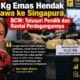 Sebanyak 11,31 kg emas berkadar lebih dari 99 persen diamankan dari delapan penumpang. BCW dorong penelusuran rantai perdagangan.