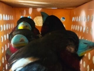 101 Burung Diselundupkan dalam Koper, WNA Sri Lanka Diamankan di Soekarno-Hatta