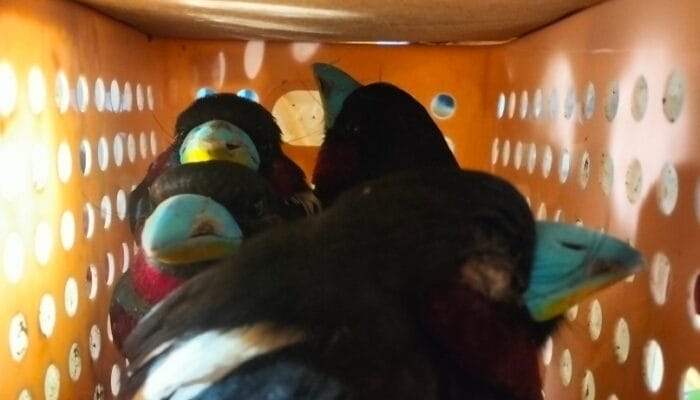 Sebanyak 101 burung diamankan petugas di Bandara Soekarno-Hatta setelah hendak dibawa WNA Sri Lanka ke luar negeri.