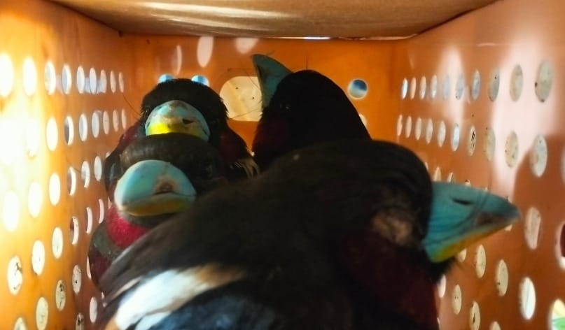 Sebanyak 101 burung diamankan petugas di Bandara Soekarno-Hatta setelah hendak dibawa WNA Sri Lanka ke luar negeri.